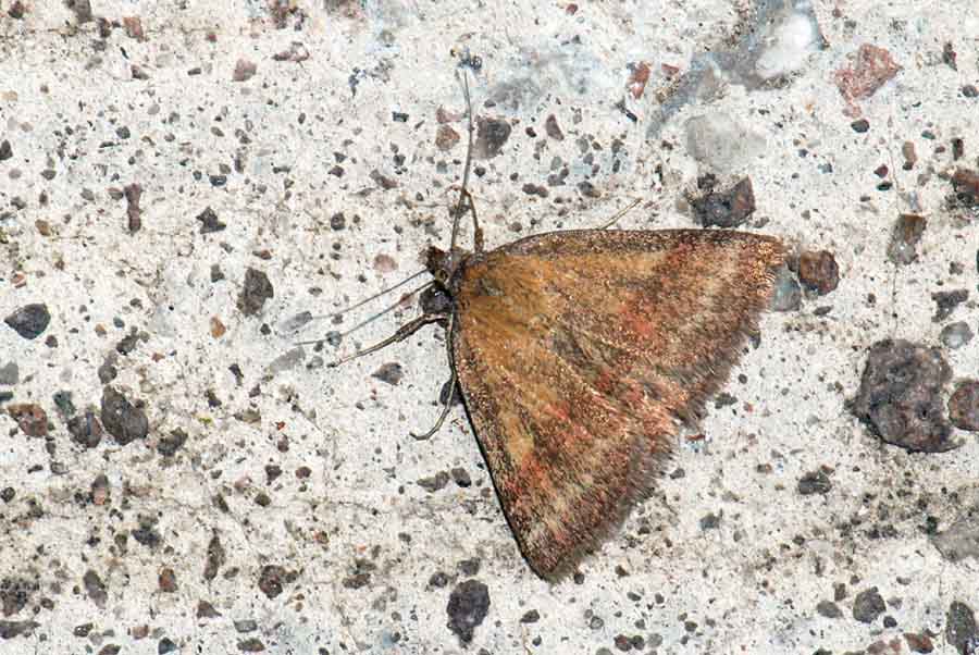 Falena da identificare - Phytometra viridaria